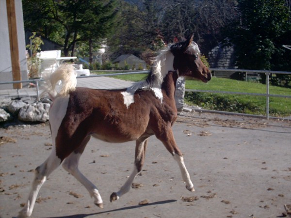 Shania verk. nach GB Schwester zu Sahib Ibn Azal