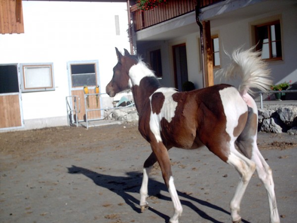 Shania verk. nach GB Schwester zu Sahib Ibn Azal