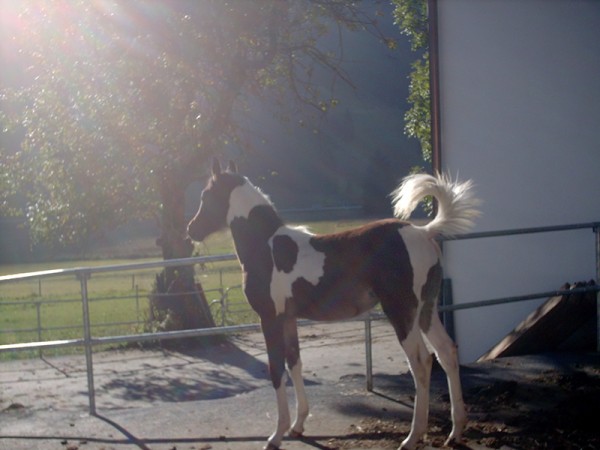 Shania verk. nach GB Schwester zu Sahib Ibn Azal