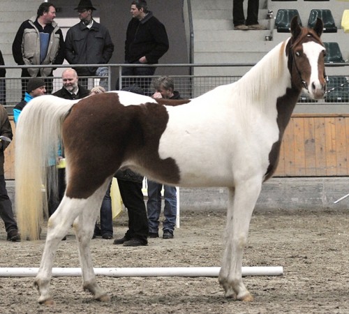 Sahib Ibn Azal Körungssieger 2009
