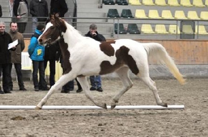 Sahib Ibn Azal Körungssieger 2009