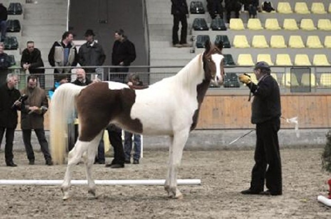 Sahib Ibn Azal Körungssieger 2009