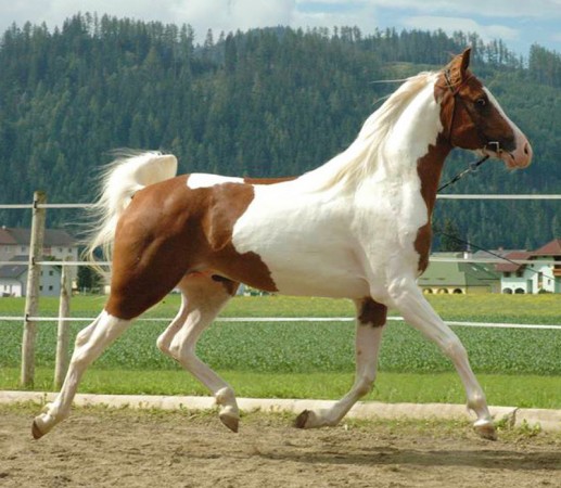 Sahib Ibn Azal Schau St. Michael 2009