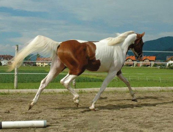 Sahib Ibn Azal Schau St. Michael 2009